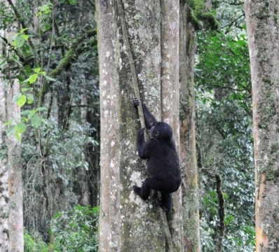 Gorilla trekking in Bwindi Impenetrable Forest