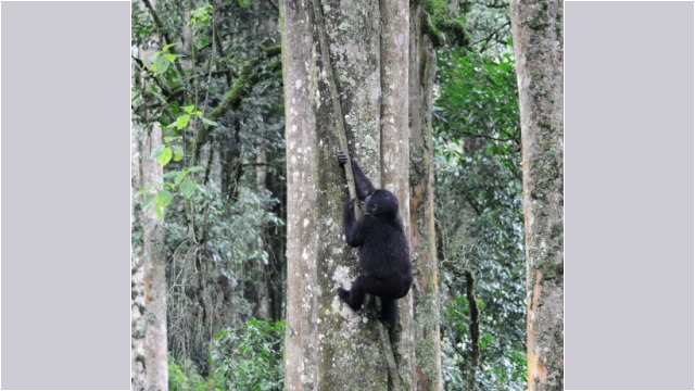 Gorilla trekking in Bwindi Impenetrable Forest