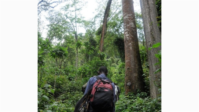 Gorilla trekking in Bwindi Impenetrable Forest
