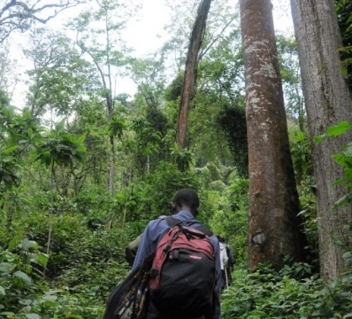 Gorilla trekking in Bwindi Impenetrable Forest