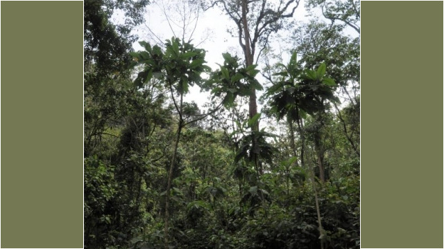 Gorilla trekking in Bwindi Impenetrable Forest