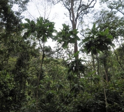 Gorilla trekking in Bwindi Impenetrable Forest