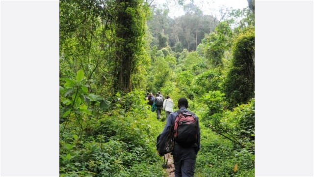 Gorilla trekking in Bwindi Impenetrable Forest