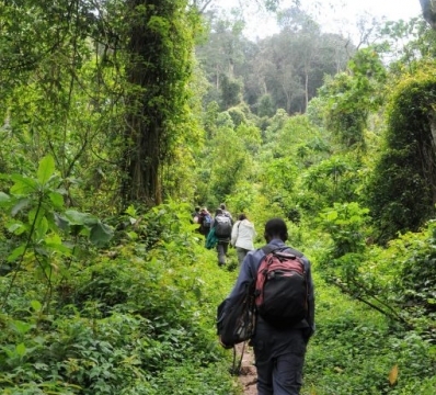 Gorilla trekking in Bwindi Impenetrable Forest