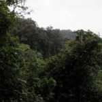 Bwindi Impenetrable Forest