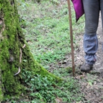 tropical rainworm at Bwindi Impenetrable Forest