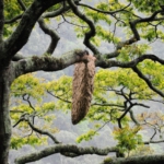 wasps at Bwindi Impenetrable Forest