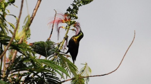 Redrocks Camp, Nyakinama near Musanze aka Ruhengeri, Rwanda