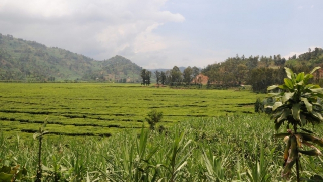 tea plantation, towards Kibuye