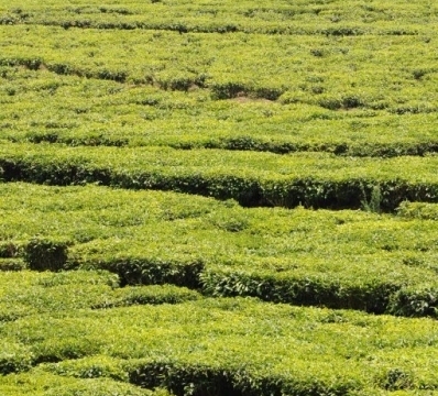 tea plantation, towards Kibuye