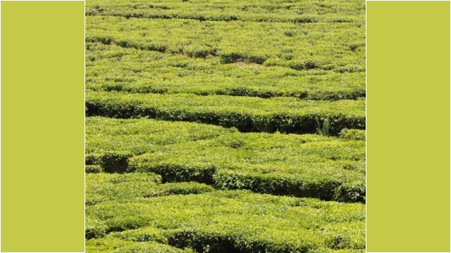 tea plantation, towards Kibuye