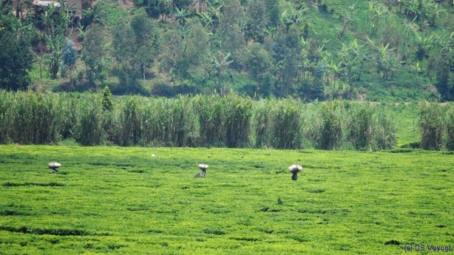 tea plantation, towards Kibuye