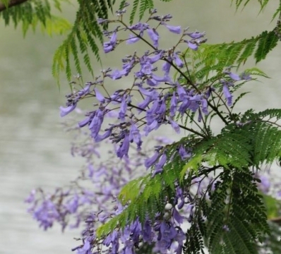 jacaranda