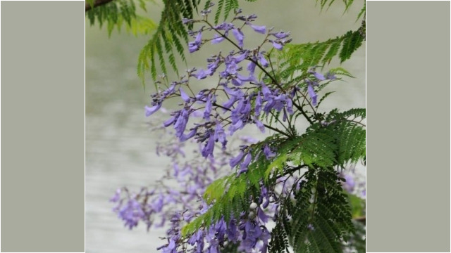 jacaranda