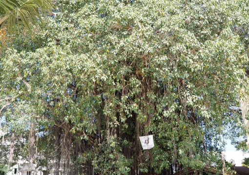 sacred tree, Stonetown, Zanzibar