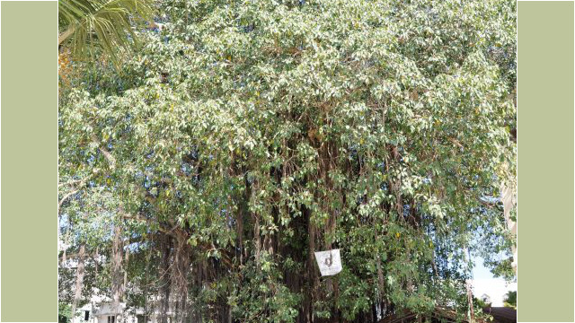 sacred tree, Stonetown, Zanzibar