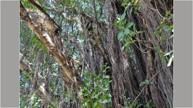 sacred tree, Stonetown, Zanzibar