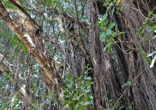 sacred tree, Stonetown, Zanzibar