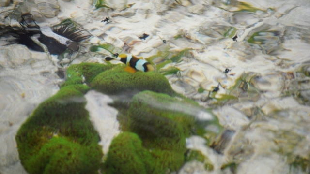 Anglican church, slave market, Stonetown, Zanzibar