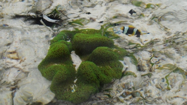Zanzibar