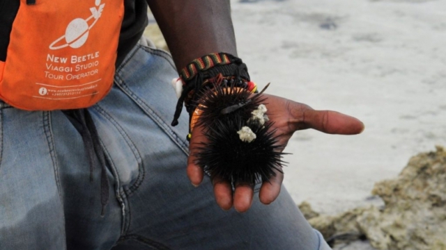 Zanzibar