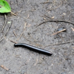 milliped, Nyakasura, near Fort Portal