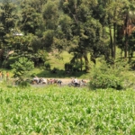 boda cleaning, towards Queen Elizabeth National Park