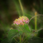 towards Queen Elizabeth National Park
