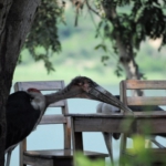 Queen Elizabeth National Park, Mweya