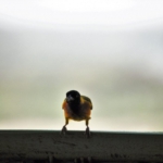 Queen Elizabeth National Park, Mweya