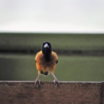 Queen Elizabeth National Park, Mweya