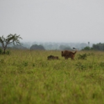 Queen Elizabeth National Park, Kasenyi Plains