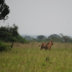 Queen Elizabeth National Park, Kasenyi Plains