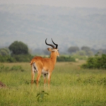 Queen Elizabeth National Park, Kasenyi Plains