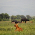 Queen Elizabeth National Park, Kasenyi Plains