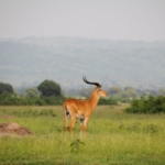 Queen Elizabeth National Park, Kasenyi Plains