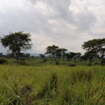 Queen Elizabeth National Park, towards Ishasha sector