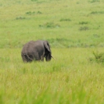 Queen Elizabeth National Park, towards Ishasha sector