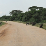 Queen Elizabeth National Park, towards Ishasha sector