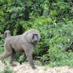Queen Elizabeth National Park, towards Ishasha sector