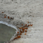 Queen Elizabeth National Park, towards Ishasha sector