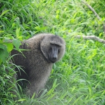 Queen Elizabeth National Park, towards Ishasha sector