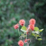 Queen Elizabeth National Park, Ishasha sector