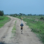 Queen Elizabeth National Park, Ishasha sector