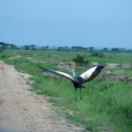 Queen Elizabeth National Park, Ishasha sector