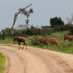 Queen Elizabeth National Park, Ishasha sector