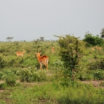 Queen Elizabeth National Park, Ishasha sector