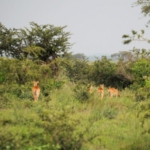 Queen Elizabeth National Park, Ishasha sector