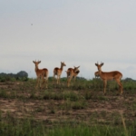 Queen Elizabeth National Park, Ishasha sector