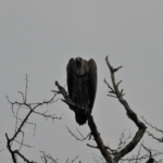 Queen Elizabeth National Park, Ishasha sector